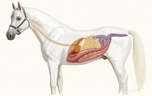 Horse Gut Health Supplements Ulcers
