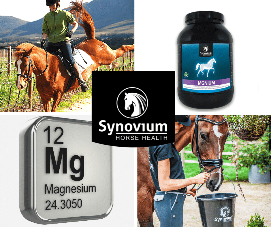 Magnesium for horses