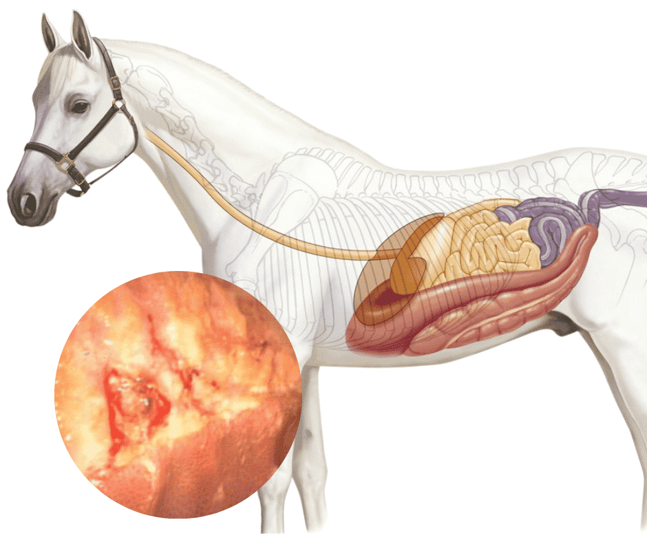 Gastric Ulcers in horses, Gastrosafe horse ulcer supplement
