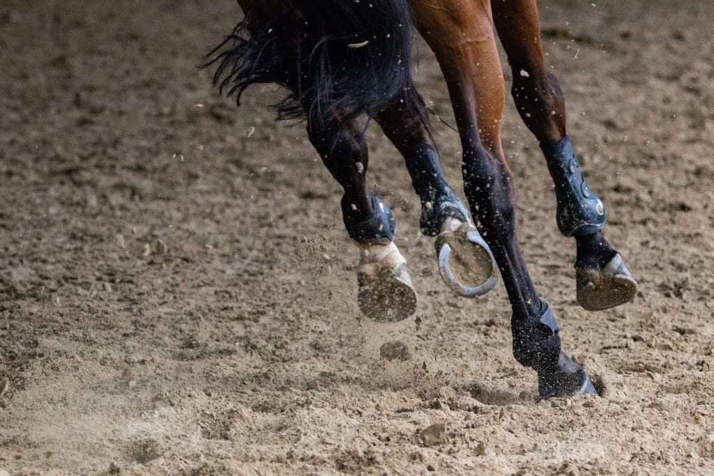 What is in Your Horse’s Joint Supplement? - Synovium Horse Health