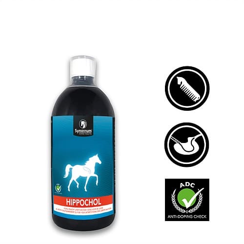 The benefits of giving your horse a break - Synovium Horse Health