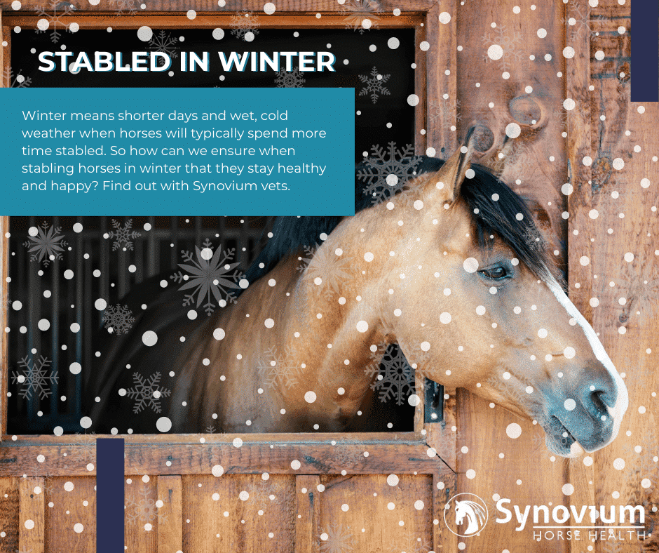 How to support your horse during winter, Synovium horse health