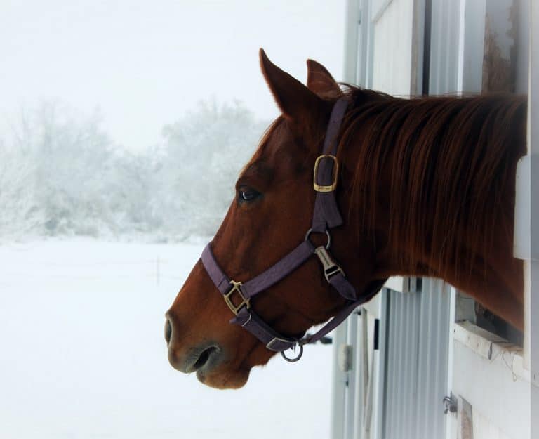 Top 10 Equine Winter Tips