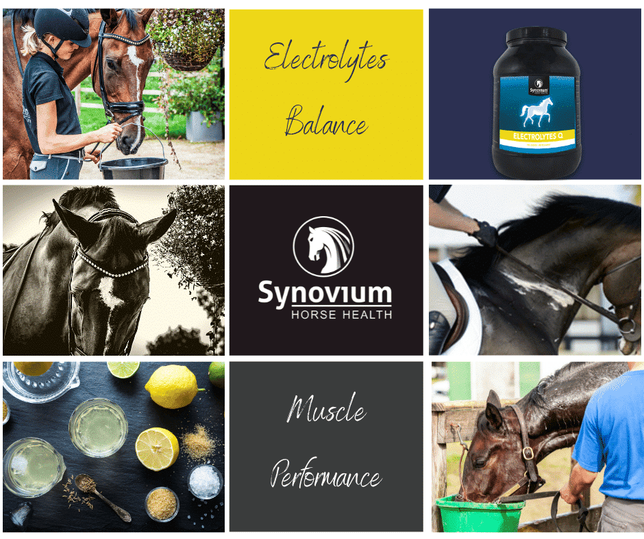 Electrolytes for horses supplements