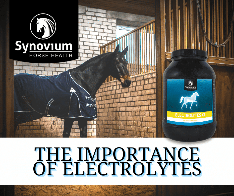 The importance of electrolytes for horses