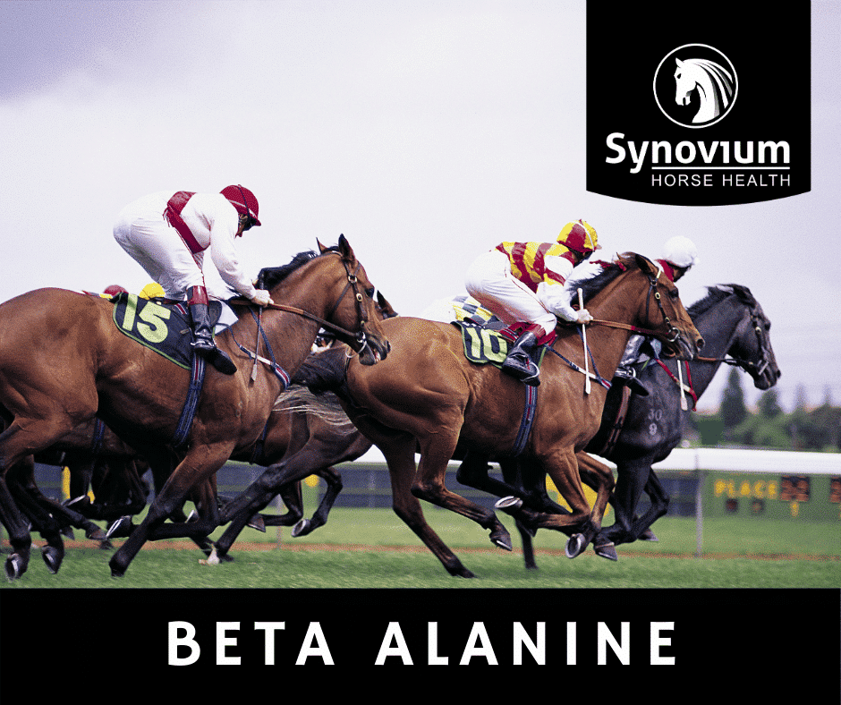 Beta alanine for horses muscle acidification