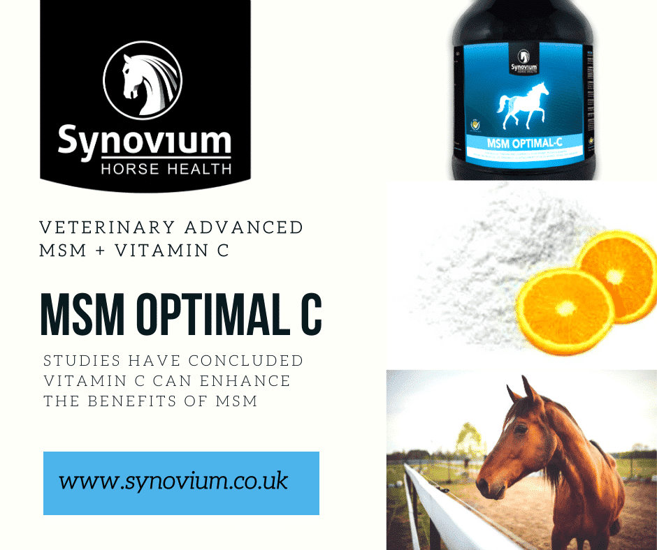 MSM for horses Synovium Horse Health with vitamin C