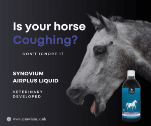Synovium Airplus Liquid veterinary respiratory supplement for horses