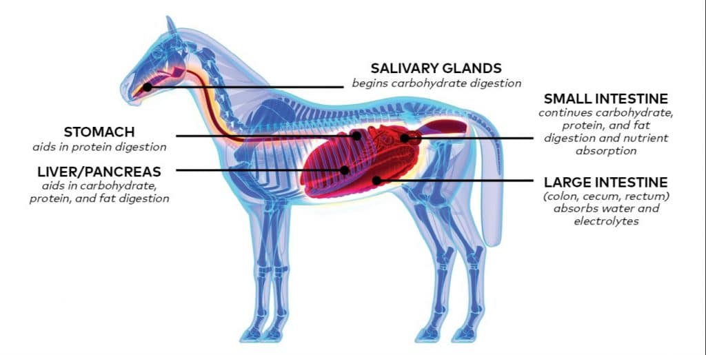 Optimal Gut Health in Horses - Synovium Horse Health