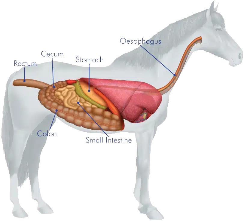 optimal gut health in horses - digestive system equine