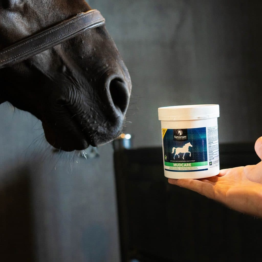Synovium Veterinary Horse Supplements - Synovium Horse Health