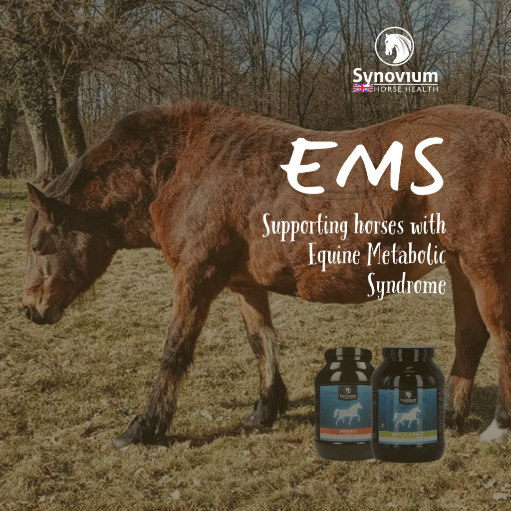 EMS in horses