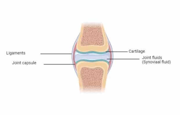 Horse joint capsule, ligaments, synovial fluid and cartilage.